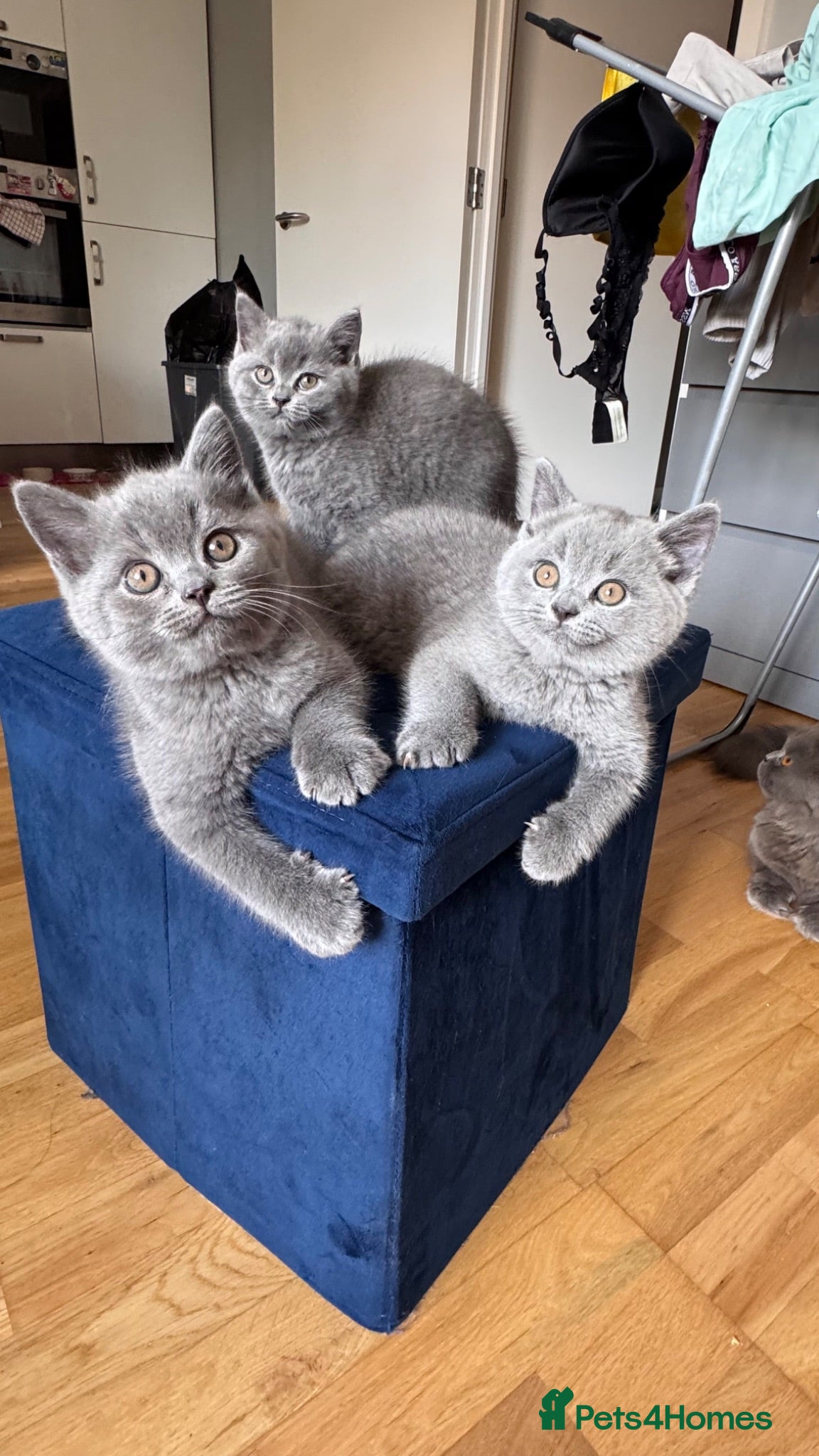 British Shorthair cats Beautiful British Shorthair Kittens - Advert 1
