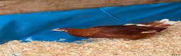 Chickens poultry for sale: Brown hybrid chickens  in Romford - Advert 8