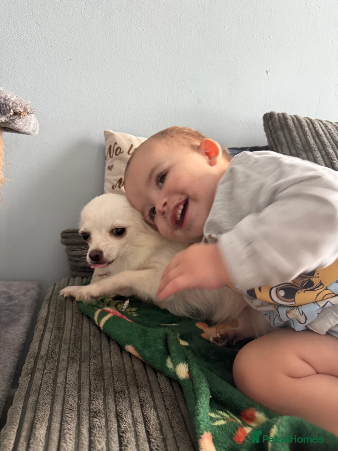 Mixed Breed dogs for sale: Two females to go together  - Advert 7