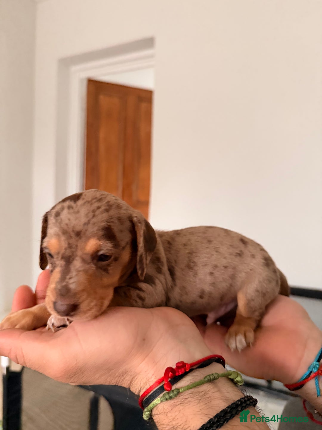 Mixed Breed dogs for sale: Miniature Dachshund × Dachshund Cockapoo Puppies - Advert 10