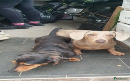 Dachshund dogs for sale: Xxx Beautiful dachshund puppies Xxx - Image 6