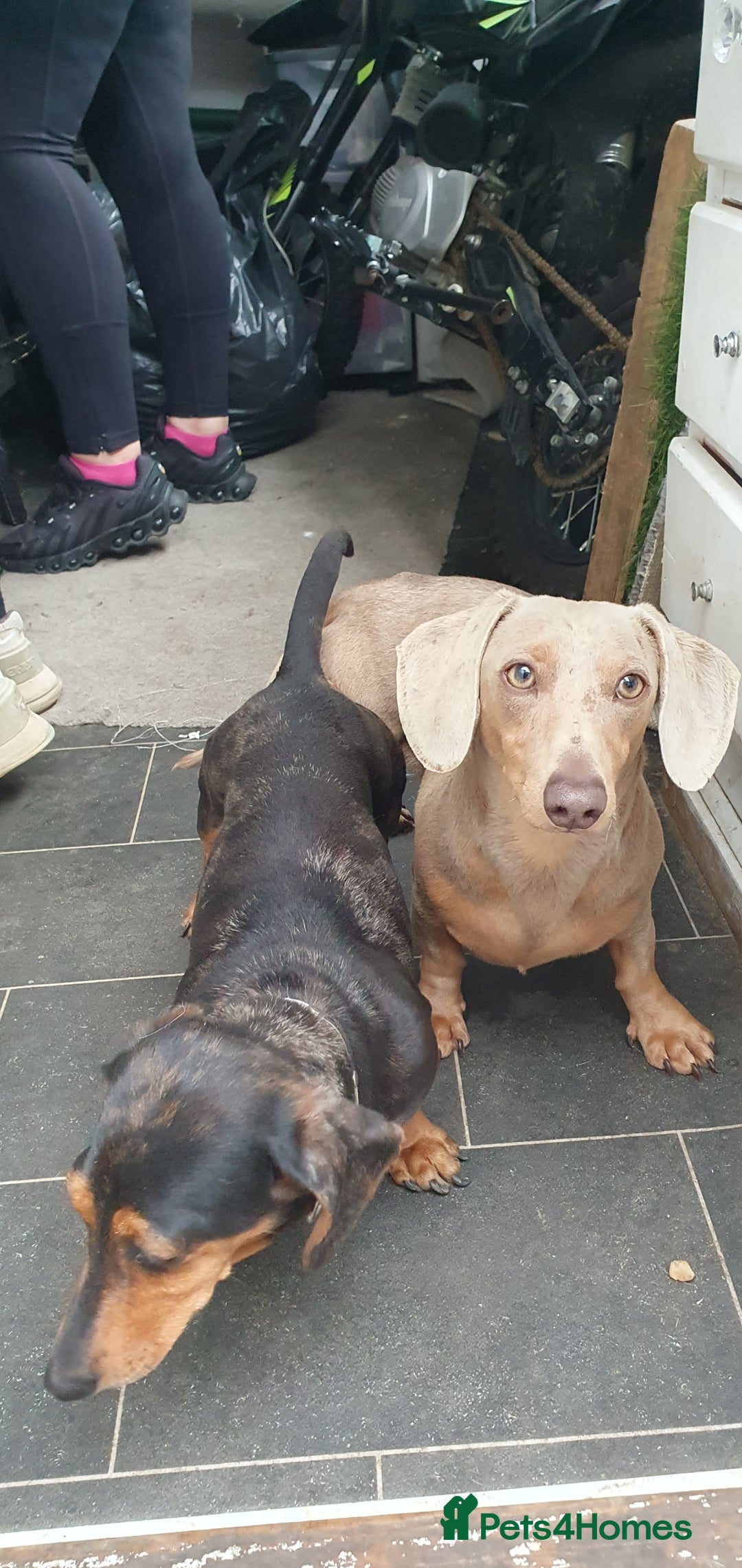 Dachshund dogs for sale: Xxx Beautiful dachshund puppies Xxx - Image 6
