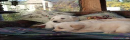 Labradoodle dogs for sale: Lovely Labradoodle Puppies - Advert 11