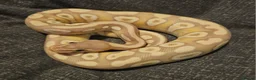 Python Snake reptiles for sale: CB25 Royal python hatchlings - Advert 3