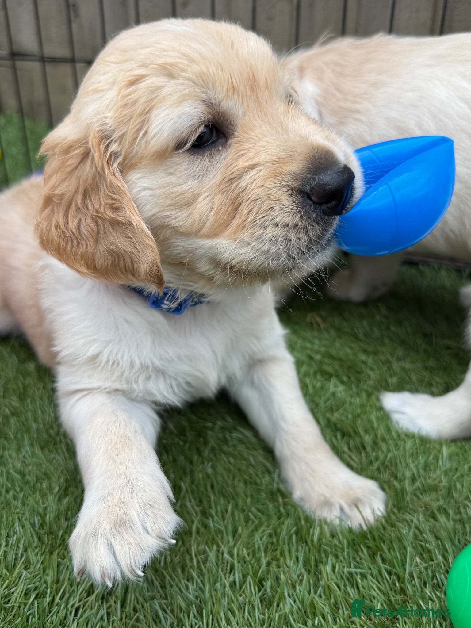 Golden Retriever dogs KC reg. golden retriever pups ONLY 2 BOYS LEFT - Advert 1
