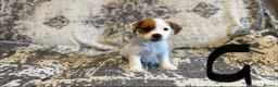 Jack Russell dogs for sale: Jack Russel puppies in Manchester - Advert 12
