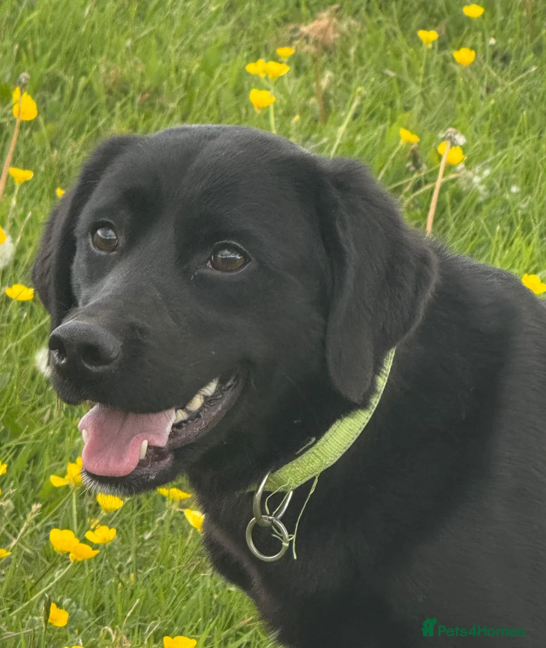 Mixed Breed dogs for sale: Labrador cross  - Advert 5