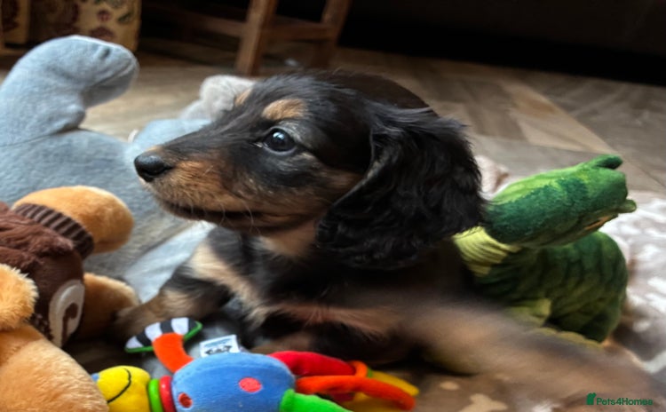 Dachshund dogs - Advert 3