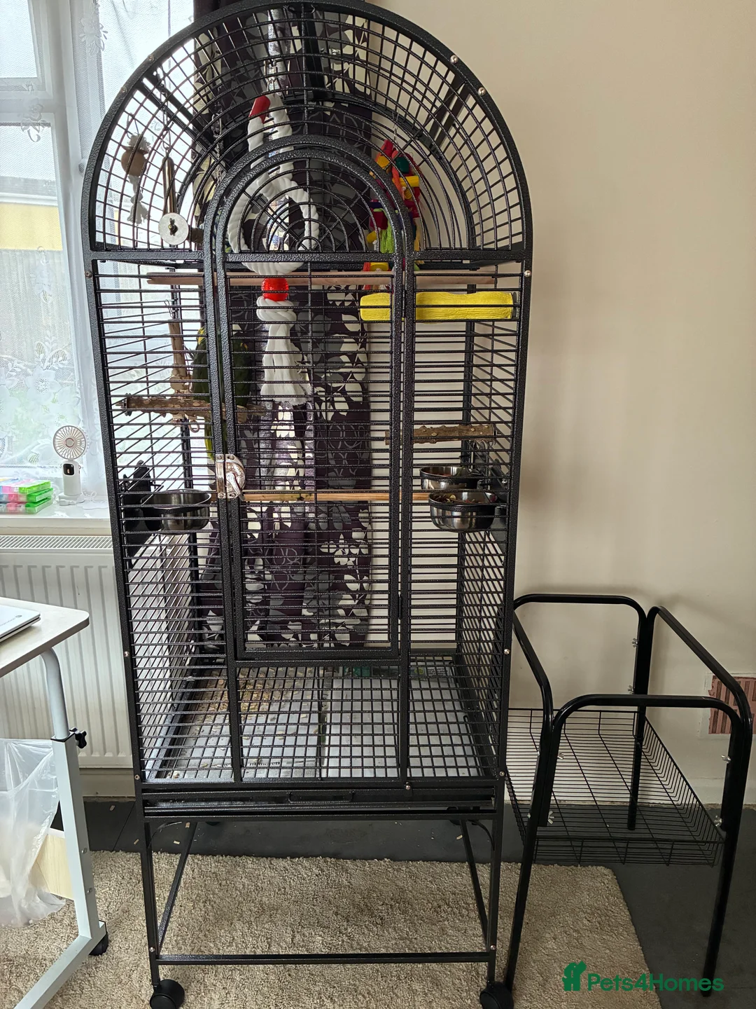 Parrots birds for sale: Blue fronted Amazon young - Advert 4