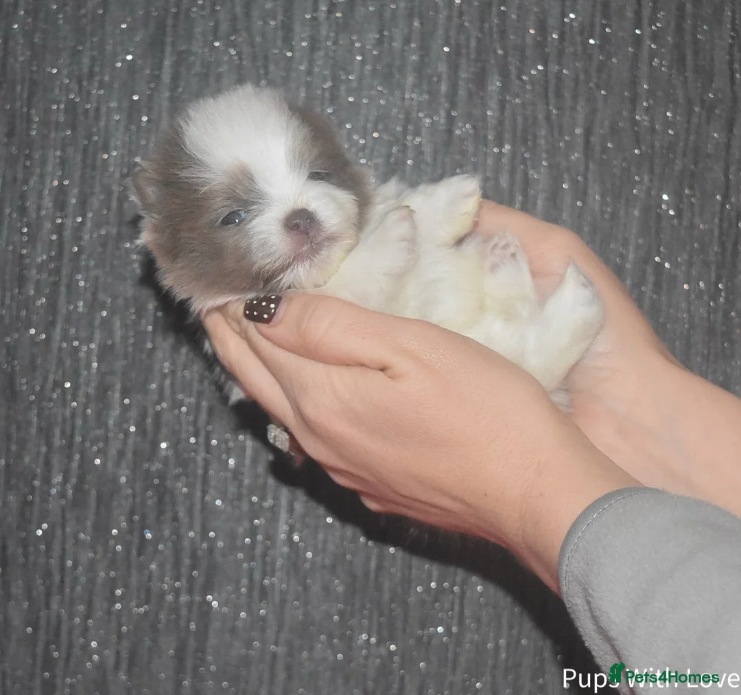 Pomeranian dogs for sale: Beautiful  **  Russian Girls  - Advert 2