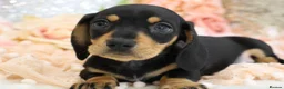 Miniature Dachshund dogs for sale: KC Miniature Dachshund Puppies - Advert 20