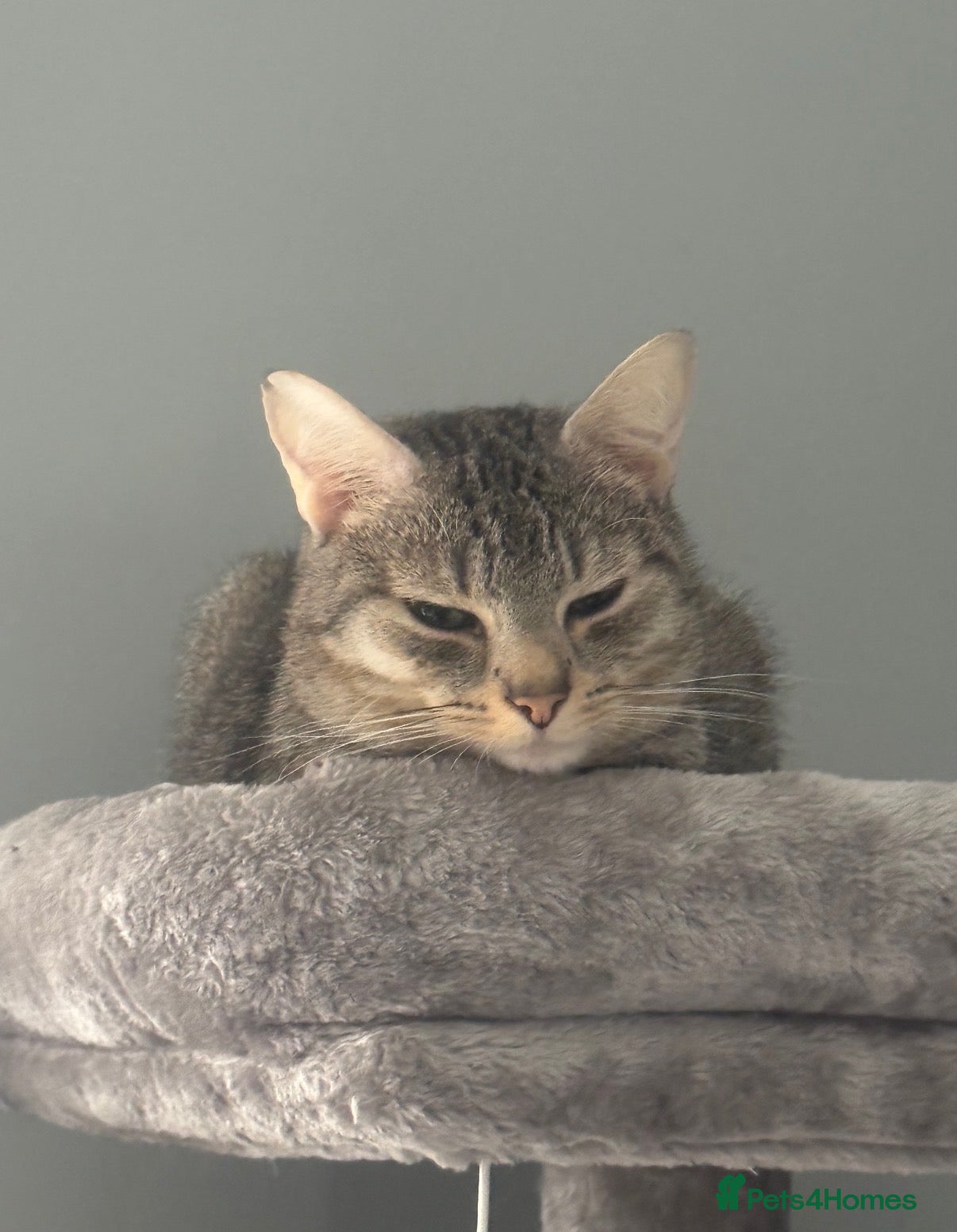 Domestic Shorthair cats Beautiful grey/silver domestic tabby shorthair  - Advert 15