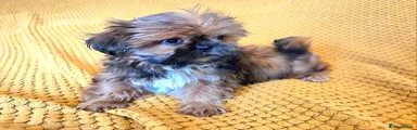 Shih Tzu Puppy 4