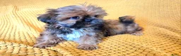 Shih Tzu dogs for sale: KC Registered Chocolate Imperial Shih Tzu Puppies - Advert 9