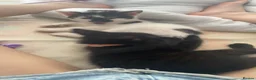 British Shorthair cats for sale: Black and white  - Advert 3