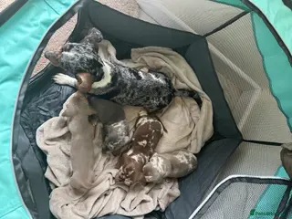 Dachshund dogs dachshund puppy’s - Advert 4