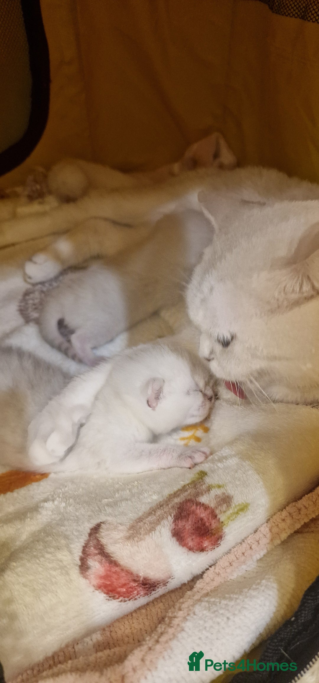British Shorthair cats for sale: 💜British Shorthair Silver Chinchilla🧡 - Advert 5