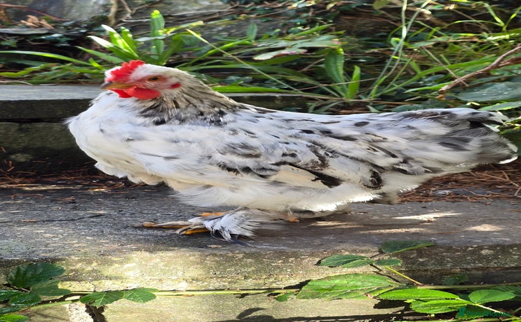 Chickens poultry - Advert 14
