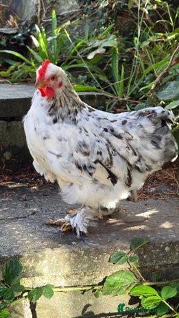 Chickens poultry - Advert 10