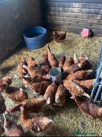 Chickens poultry - Advert 2