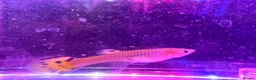 Live Bearers fish for sale: A variety of fish for sale in Bromley - Advert 7