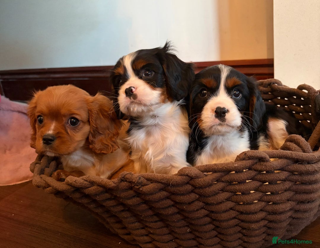 Cavalier King Charles Spaniel dogs for sale: Gorgeous Cavalier King Charles Spaniel Boys - Advert 2