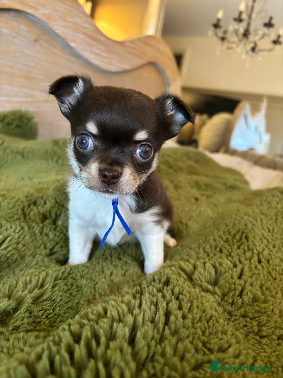 Chihuahua dogs for sale: Chocolate chihuahua boys ready now  - Advert 18