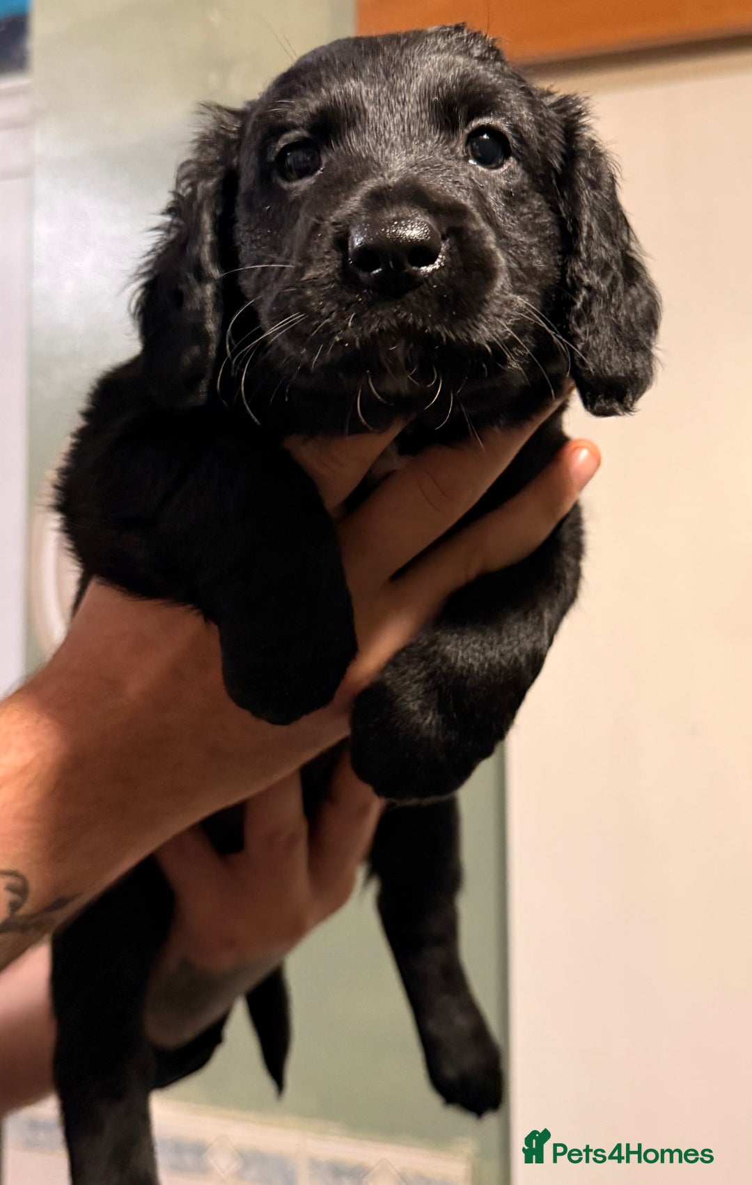 Mixed Breed dogs for sale: Border collie x cocker spaniel  - Advert 8