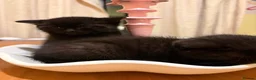 Mixed Breed cats for sale: Black kittens for sale  in Rossendale - Advert 3