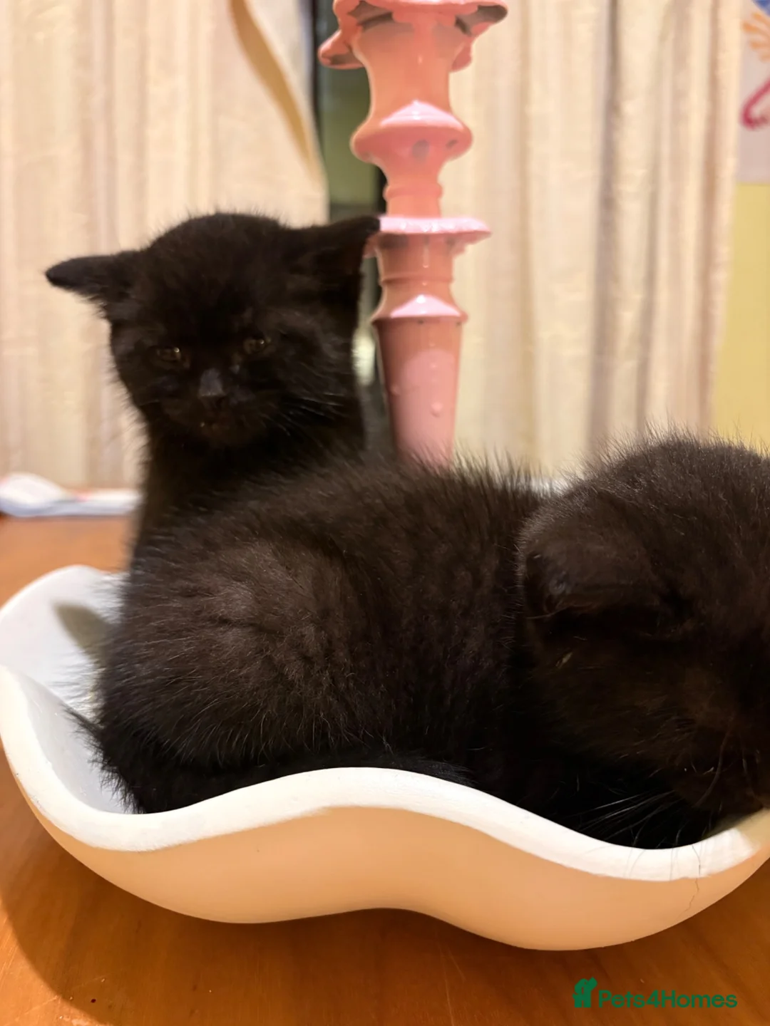 Mixed Breed cats for sale: Black kittens for sale  in Rossendale - Advert 3