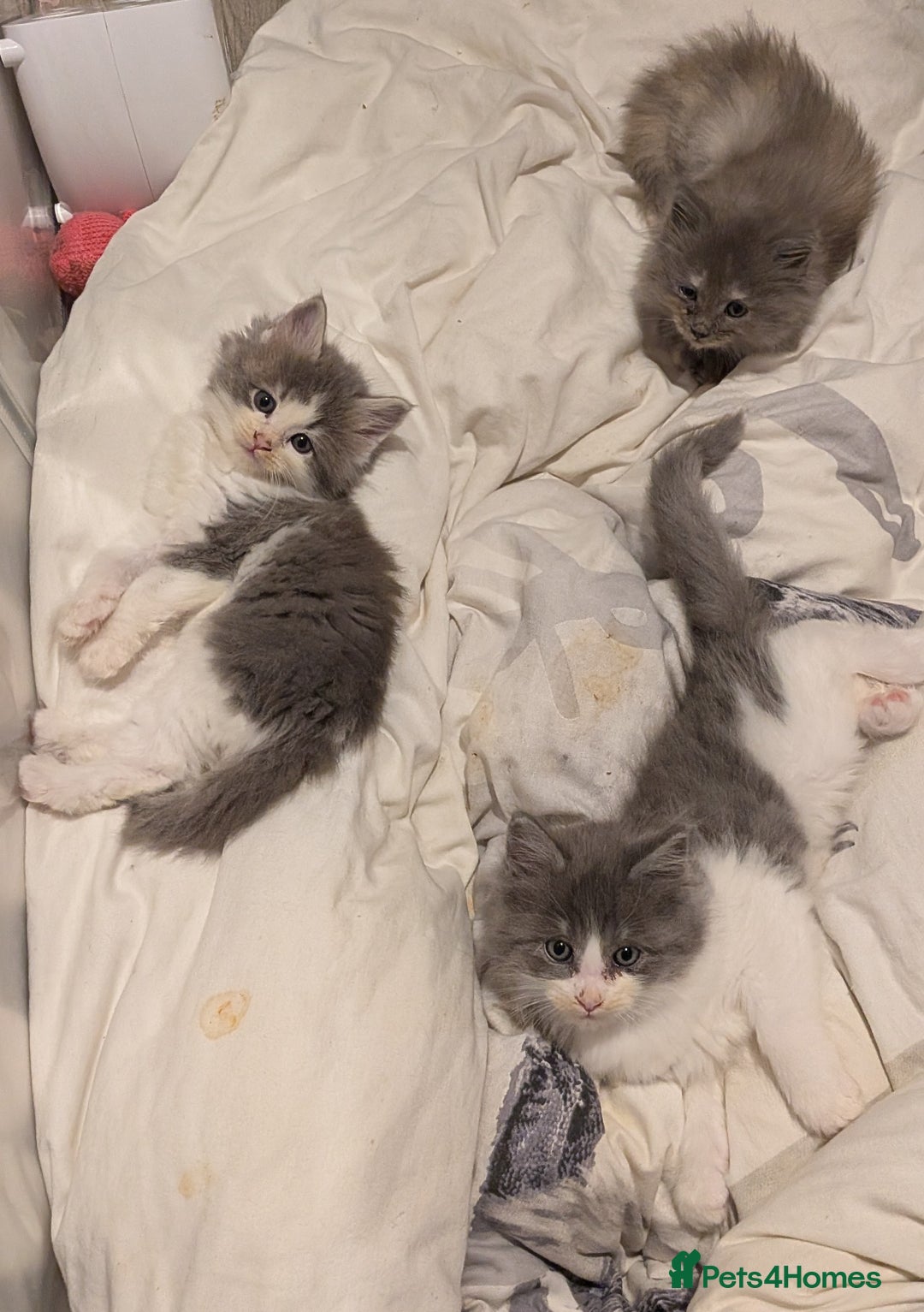 Maine Coon cats for sale: Mainecoon  x ragdolls - Advert 13