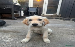 Golden Retriever dogs for sale: Beautiful April Fools Day Golden Retriever Puppies - Image 1