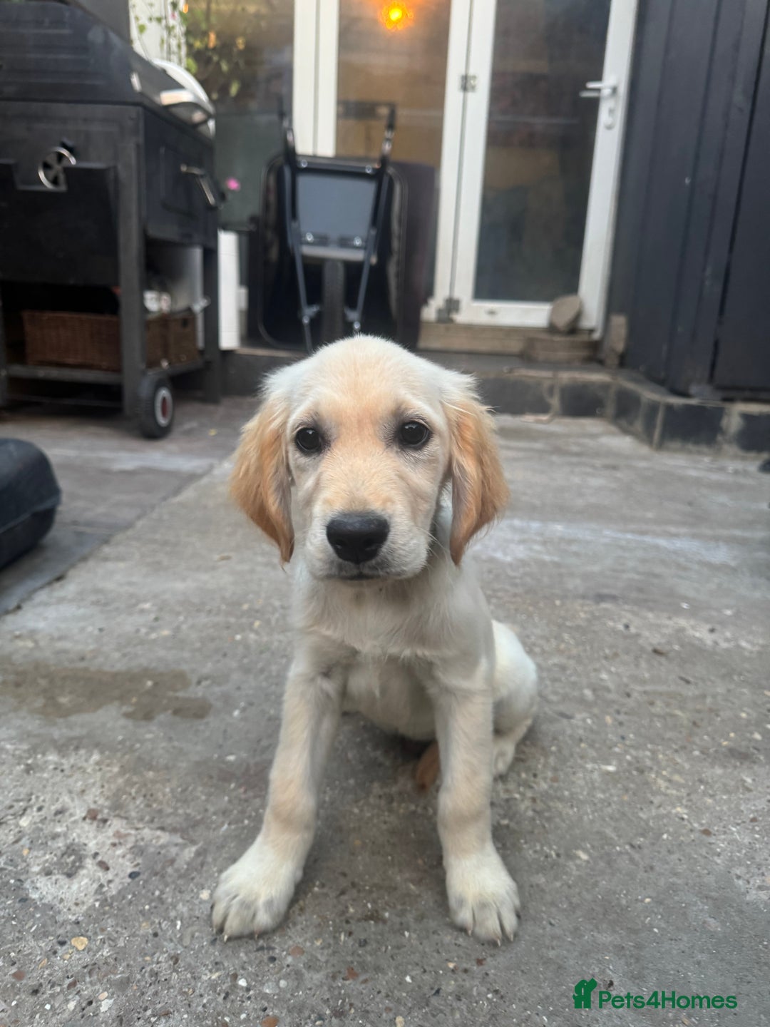 Golden Retriever dogs for sale: Beautiful April Fools Day Golden Retriever Puppies - Image 1