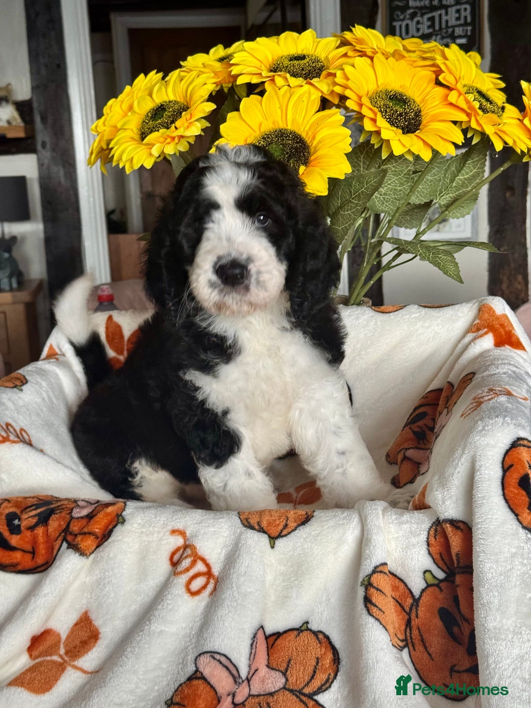 Saint Bernard dogs for sale: F1 last 1 girl left st doodles puppies for sale - Image 35