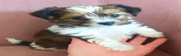 Biewer Terrier dogs for sale: Biewer Terrier Puppies×Home Raised×BeautifulColour - Advert 23