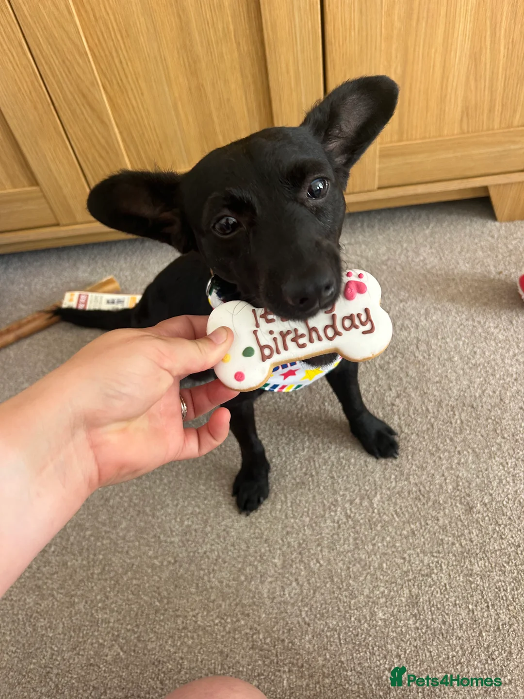 Jackapoo dogs for sale: Jackapoo looking for forever home  - Advert 7