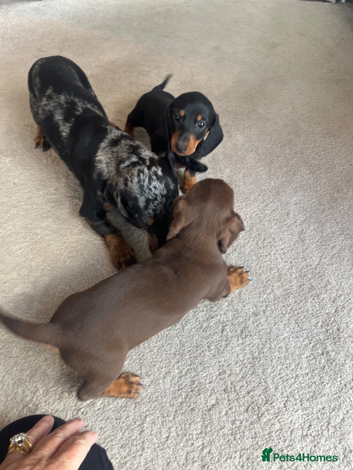 Dachshund dogs Dachshund - Advert 1