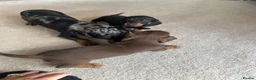 Dachshund dogs for sale: Dachshund - Advert 2
