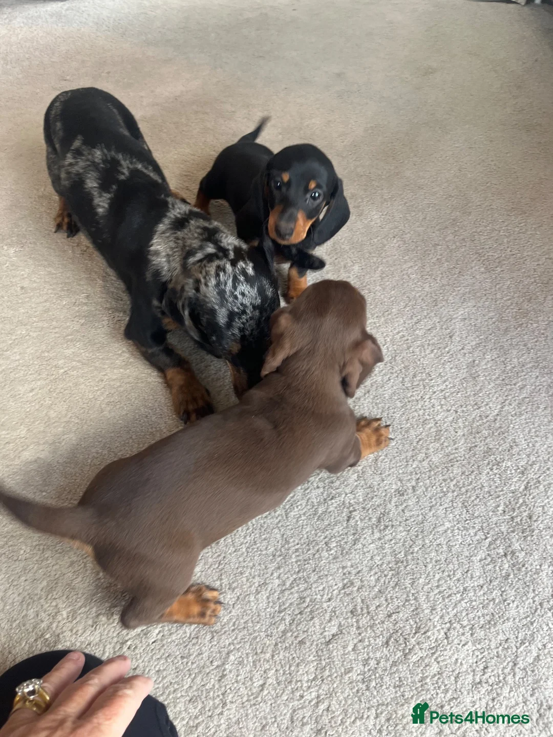 Dachshund dogs for sale: Dachshund - Advert 2