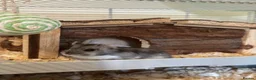 Hamster rodents for sale: Roborovski Hamster  in Wembley - Advert 4