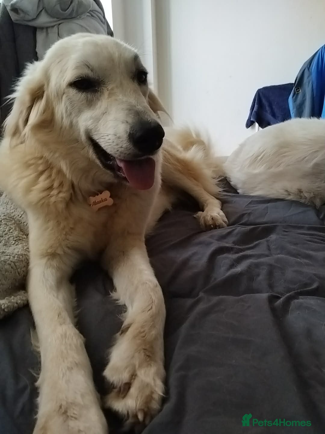 Mixed Breed dogs for adoption: Alaska wants the best home  in Crewe - Advert 4