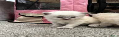 Ragdoll 4