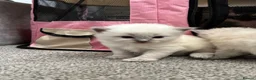 Ragdoll cats for sale: Pure blue point ragdolls  - Advert 26
