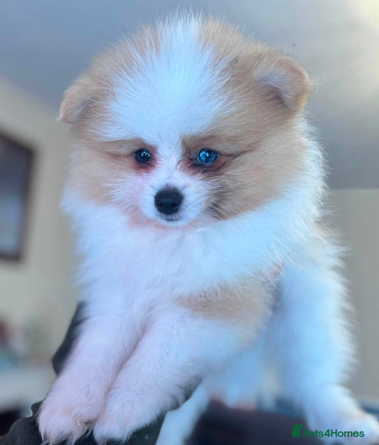 Pomeranian dogs  Pomeranian Puppies  - Advert 5