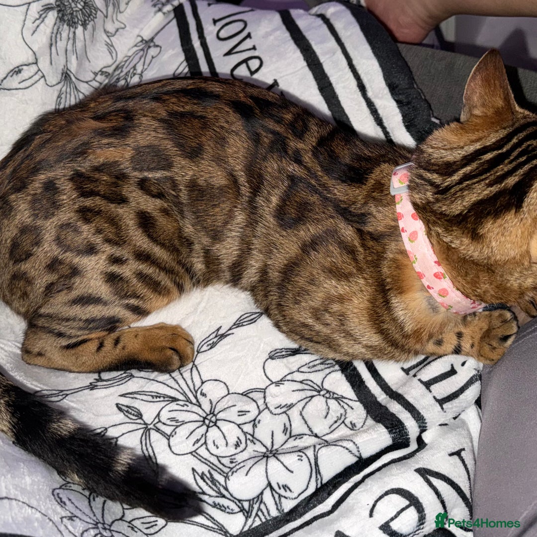 Bengal cats for sale: Sweet bengal boy - Image 4