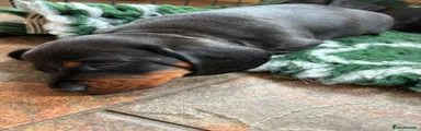 Miniature Dachshund Puppy 3