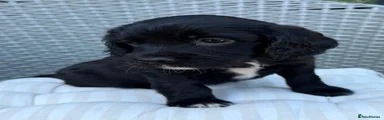 Sprocker 4