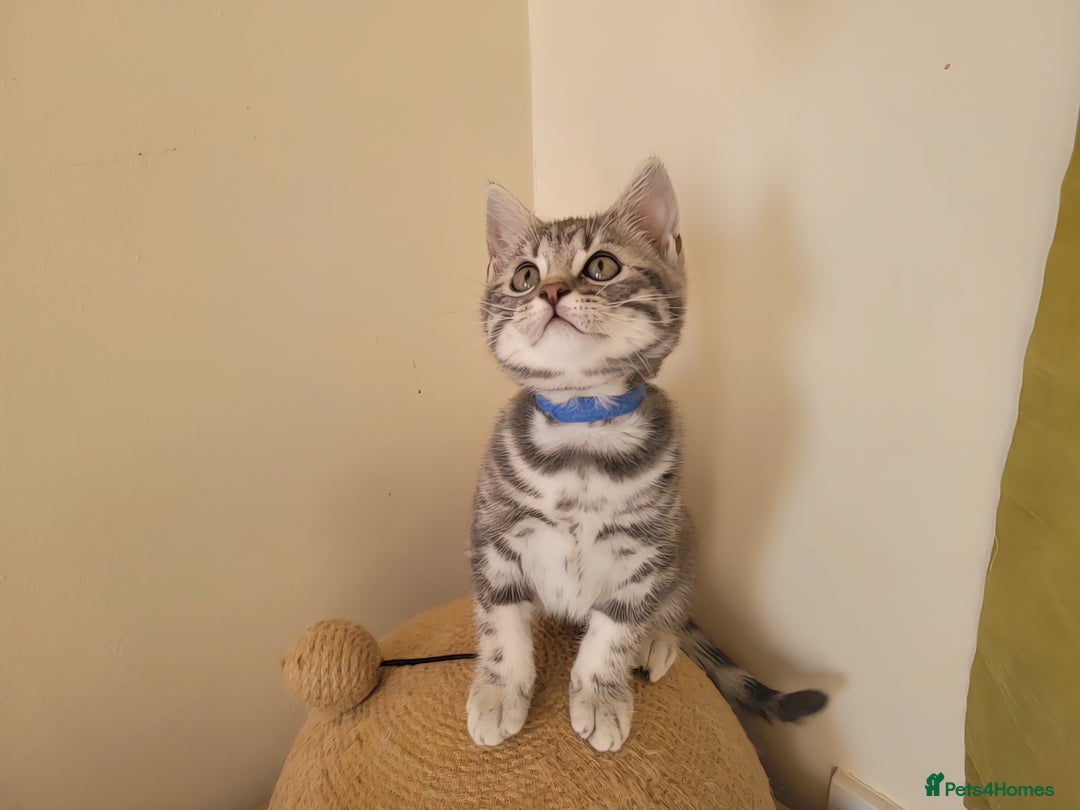British Shorthair cats for sale: Ready to collect, Silver Tabby kittens  in Rochester - Image 5