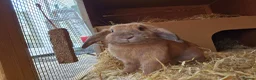 Mixed Breed rabbits for sale: A lovely bunny- Bert - Advert 3