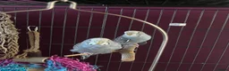 Budgerigars birds for sale: two budgies  - Advert 2